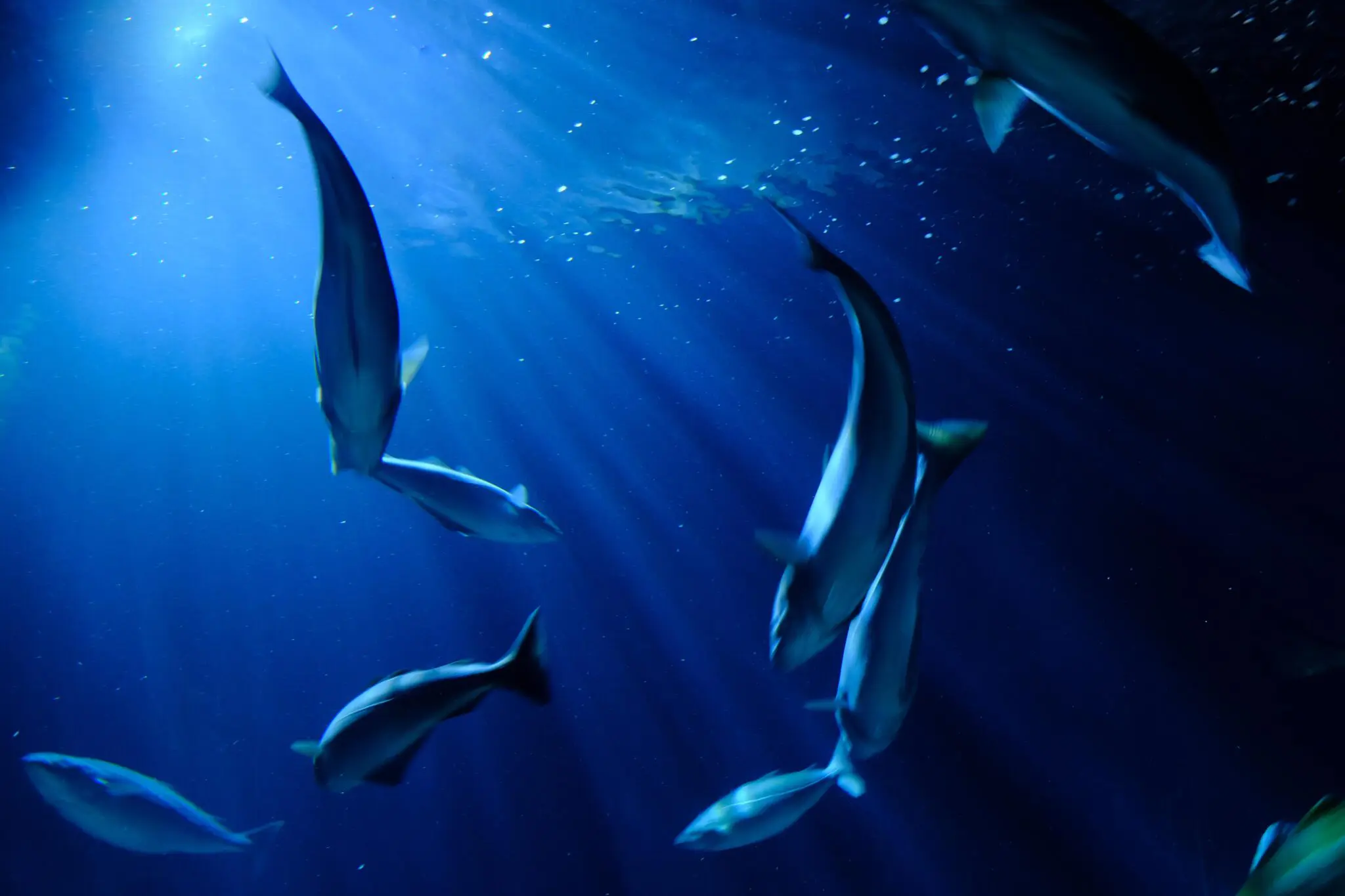 Atlantic cod from Iceland — source of omega-3 rich fish skin