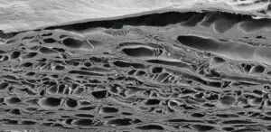 Fish skin structural matrix showing intact molecular organization